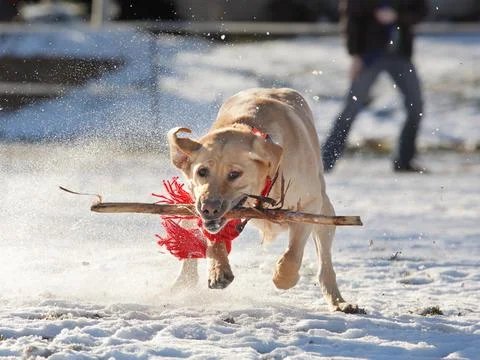 Labrador retrieving stick Stock Photos
