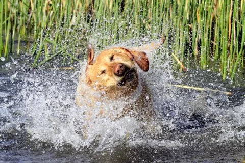 Labrador retriver dog water Stock Photos