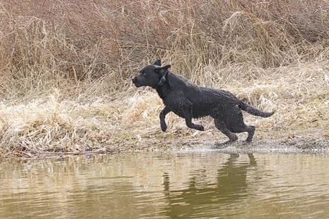 Labrador retriver jumps into the water. Stock Photos