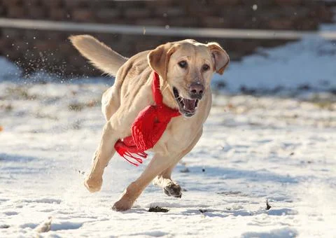 Labrador retriver running Stock Photos