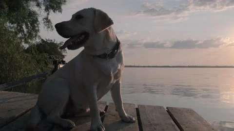 Labrador by the river at sunset Stock Footage 133783312
