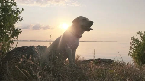 Labrador by the river at sunset Stock Footage 133783339