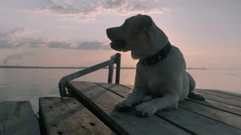 Labrador by the river at sunset Stock Footage 133783424