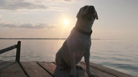 Labrador by the river at sunset Stock Footage 133783482