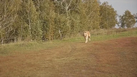 Labrador running in the park, super slow motion Vídeo Stock 97629092