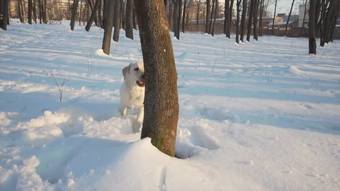 The labrador runs down the slope in slow motion Stock Footage 88064764