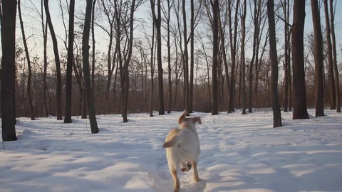 Labrador runs toward the camera in the snow. Video stock 88058264