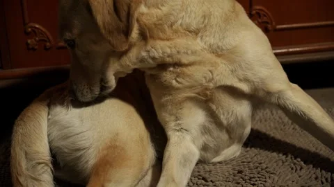 Labrador scratching and biting near the tail while sitting on a floor indoors Stockbeeldmateriaal 335894544