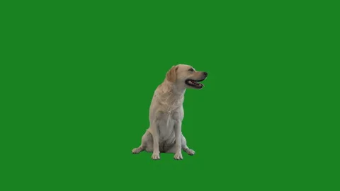 Labrador sits on a green screen Stock Footage 91180547