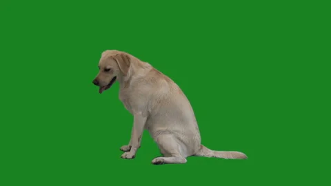 Labrador sits on a green screen, side view Stockbeeldmateriaal 91180559