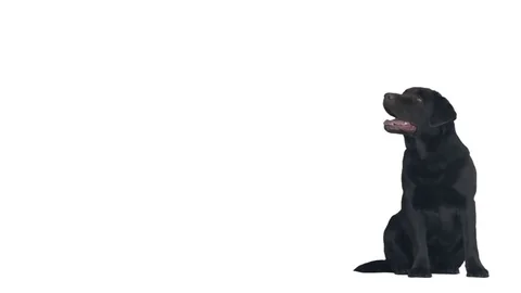 Labrador sits on a white background Video stock 80308496