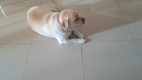 Labrador sitting on a floor Stock Footage 252742475