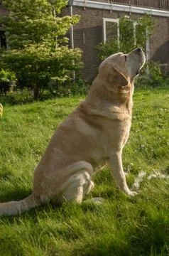 A labrador sitting on the grass Foto stock