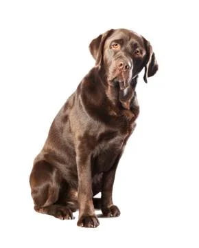 Labrador sitting studio Stock Photos