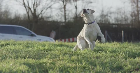 Labrador Sitting on Sunny Grass Field, White Car Behind, Full Body Shot Vídeo Stock 341317512