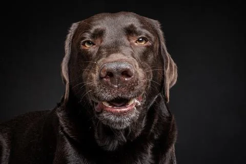 Labrador smiling front portrait Stock Photos