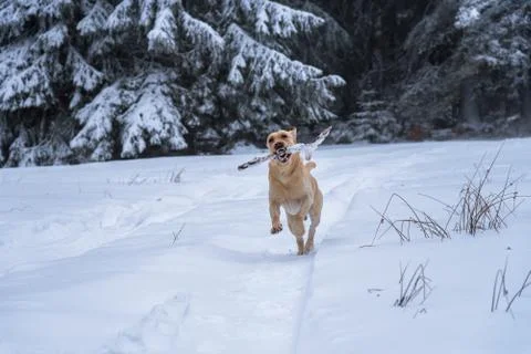 Labrador in snow. Stock Photos