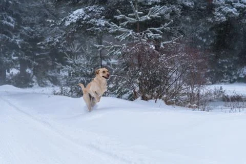 Labrador in snow. Stock Photos