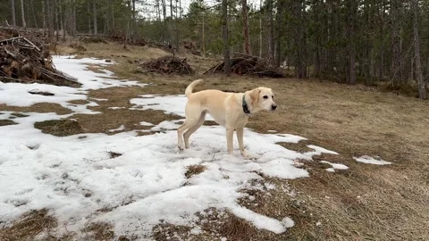 Labrador in Snowy Forest Stock Footage 310655610