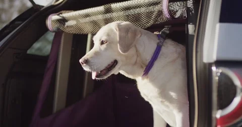 Labrador Standing in Soft Pet Crate, Open Car Boot, Close Up Shot Stock Footage 341317204