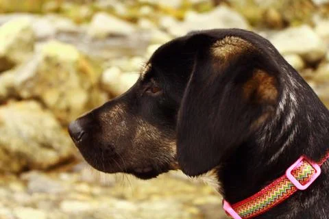 Labrador Standing in a Stream Foto stock