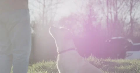 Labrador Standing With Wagging Tail Looking Up, Sunlit Field, Side Profile Shot Stock Footage 341317653