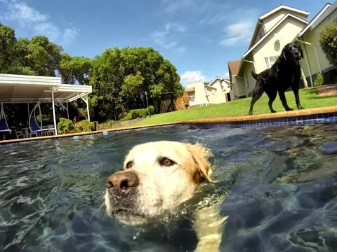 Labrador swimming.mp4 스톡 동영상 56520110