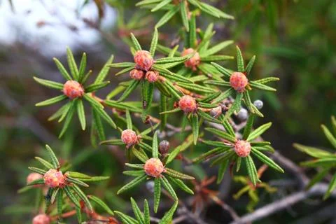 Labrador tea buds Foto stock
