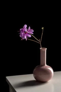Labrador tea in a vase on table on black background Stock Photos