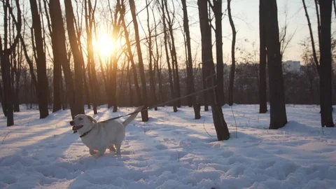 The labrador is tied to the tree and barks on the snow Stock Footage 88064702