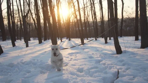 The labrador is tied to the tree and barks Stock Footage 88064768