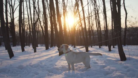 The labrador is tied to the tree and barks on the snow. Stock Footage 88064770