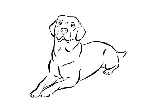Labrador vector illustration.  Stock Illustration