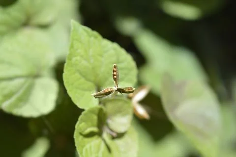 Labrador viola Stock Photos