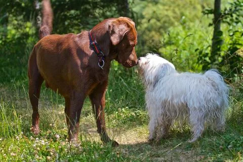 Labrador vs. Havanese Foto stock
