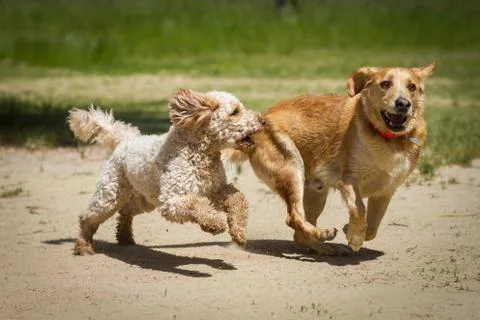 Labrador vs. Labradoodle Stock Photos