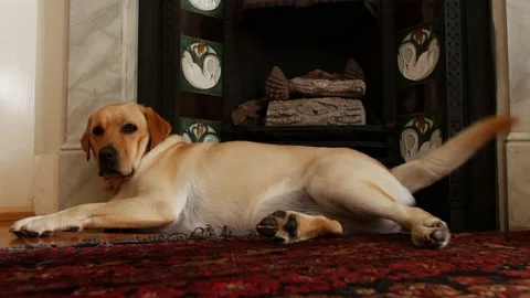 Labrador with a wagging tail sat next to fireplace  4K Stockbeeldmateriaal 143049443