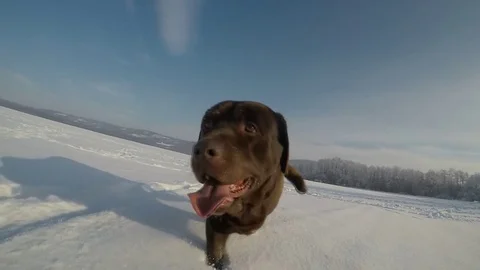 Labrador walking in the deep snow in winter slow motion Stock Footage 73057126