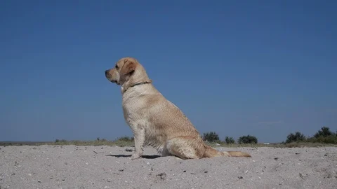 Labrador walks on the beach Stock Footage 94878641