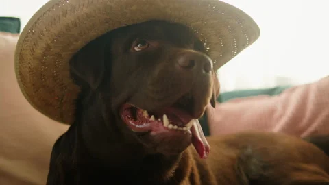 Labrador wearing hat close-up. Brown retriever lying on sofa in living room Stock-Footage 173088286