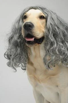 Labrador in a wig Foto stock