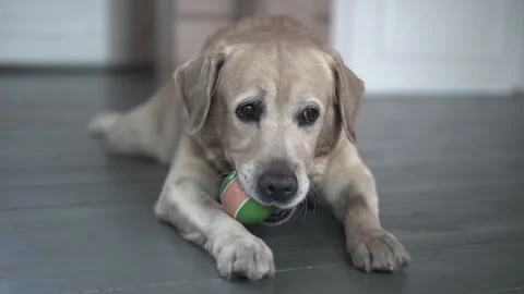 Labrador4 스톡 동영상 157284945