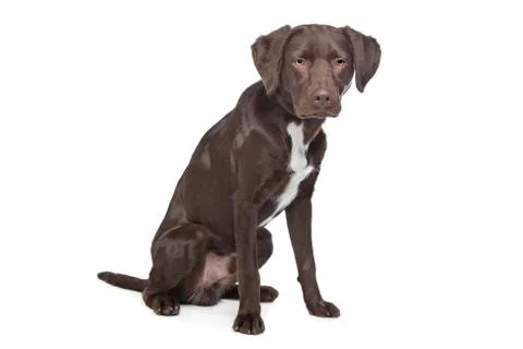 Labrador,Munsterlander Foto stock