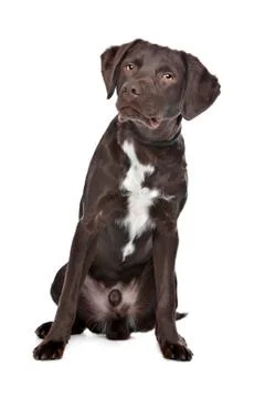 Labrador,Munsterlander Stock Photos