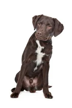 Labrador,Munsterlander Stock Photos