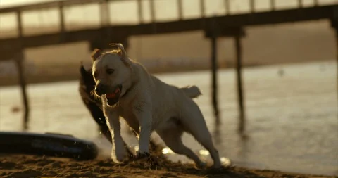 Labradors playing at beach. Stock Footage 88377671