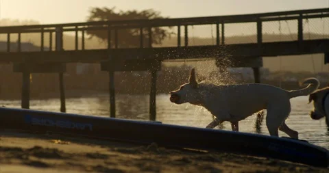 Labradors playing at beach. Stock Footage 88377708