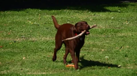 Labradors playing in the park Stockbeeldmateriaal 40675903