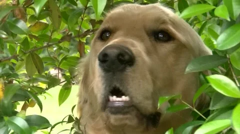 Labrardor retriver gets out of the hedge Stock Footage 53964720