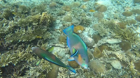 Labroides dimidiatus clean parrot fish Stock Footage 205217202